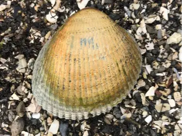 Cockle Clam