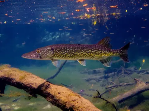 Chain pickerel