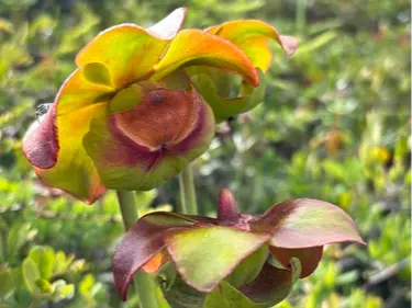 Purple pitcher plant