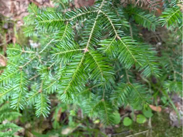 Balsam fir