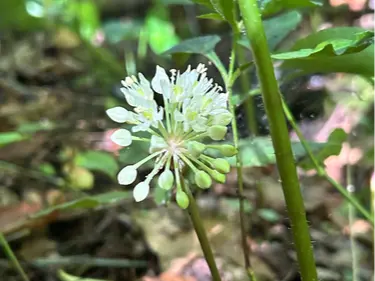 Wild leek