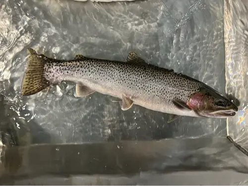 Cutthroat trout