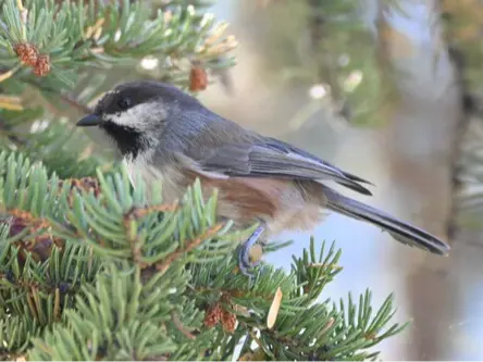 Boreal Chickadee