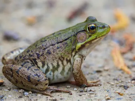 Green frog