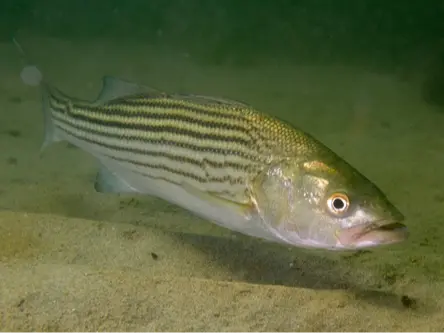 Striped bass