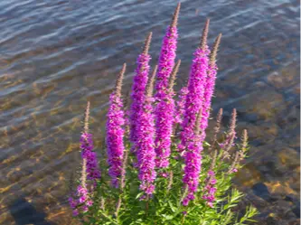 Purple loosestrife