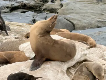 California sea lion