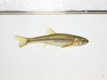 Lake chub