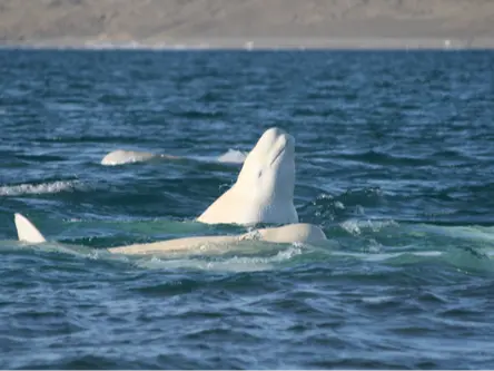 Qilalugaq • Beluga Whale