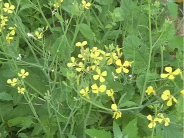 Wild radish