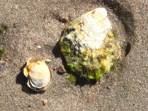 Oyster
