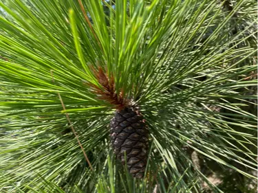 Ponderosa pine