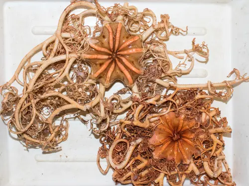 Basket star