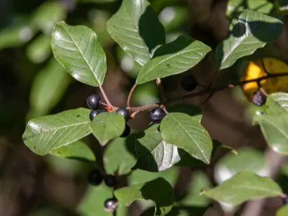 Glossy buckthorn