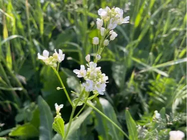 Horseradish