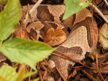 Eastern copperhead