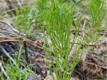 Horsetail