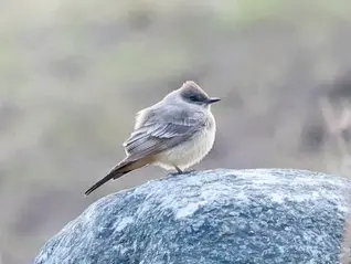 Say's Phoebe