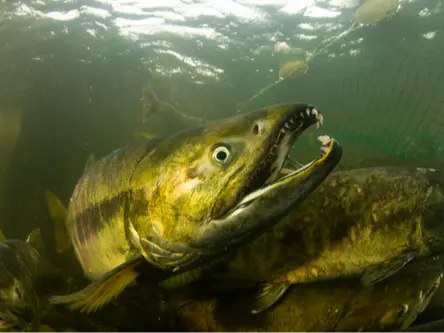 Chum salmon