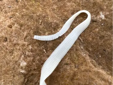 Tapeworm