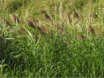 European reed