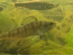 Yellow perch