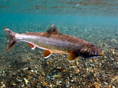 Dolly Varden