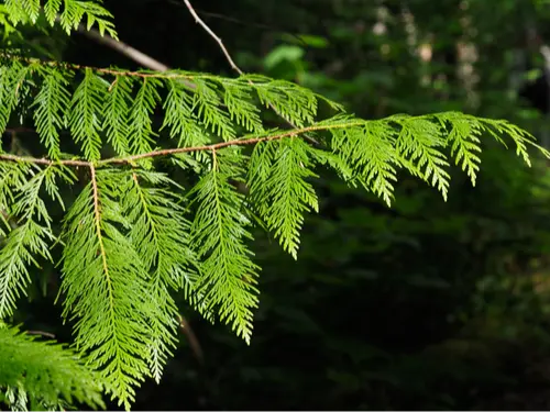 Western redcedar