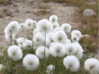 Arctic cotton