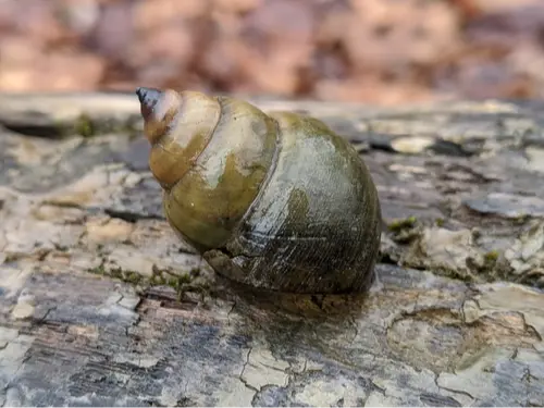 Chinese mystery snail