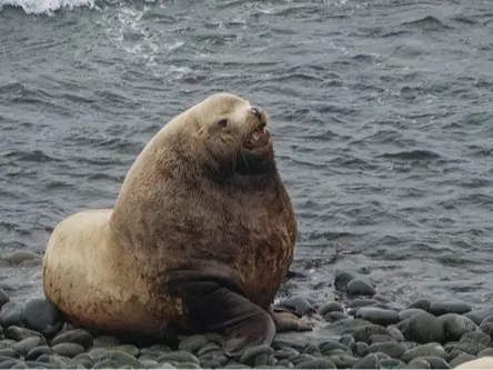 Steller sea lion