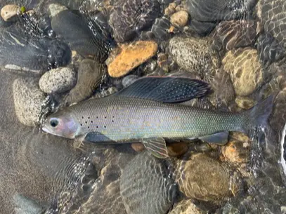 Arctic Grayling