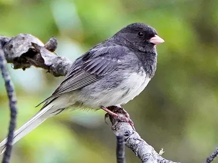 Dark-eyed Junco