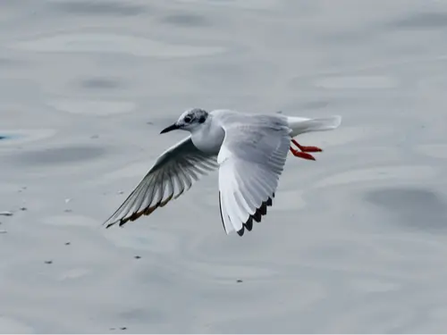 Bonaparte's Gull