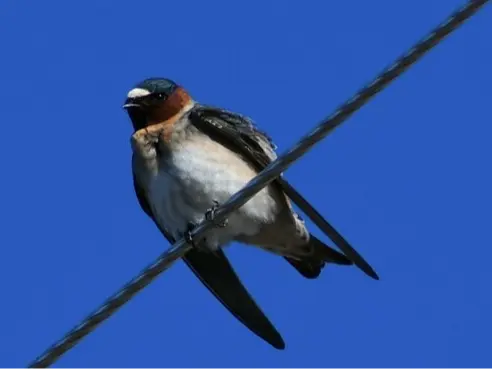 Cliff Swallow