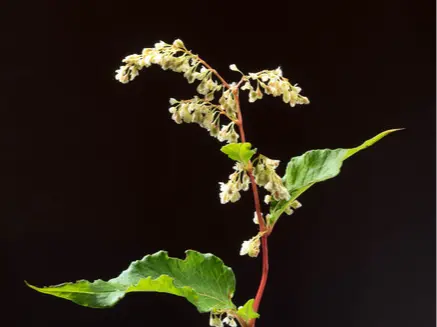Wild Rhubarb