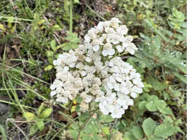 Yarrow