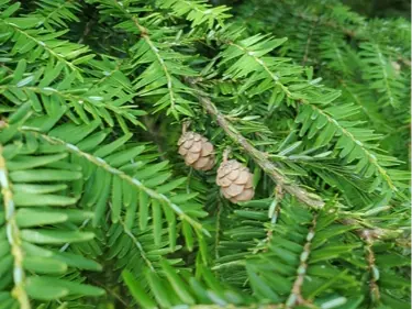 Eastern hemlock